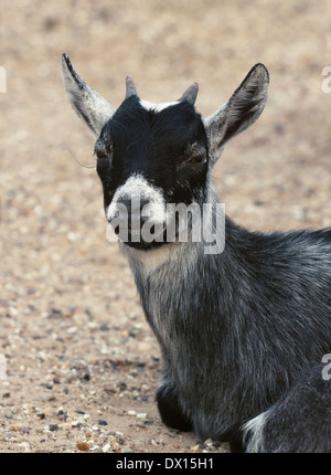 Gray baby goat sitting on the ground Stock Photo