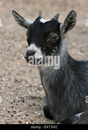 Gray baby goat sitting on the ground Stock Photo