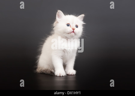 Siberian forest kitten on dark background Stock Photo