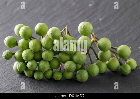 Solanum torvum, Turkey Berry, Pea Aubergines Stock Photo