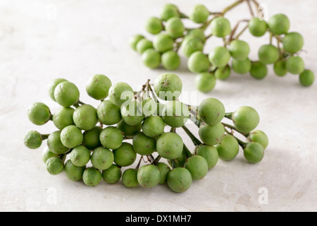 Solanum torvum, Turkey Berry, Pea Aubergines Stock Photo