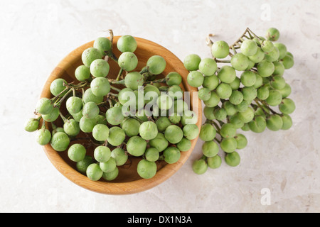 Solanum torvum, Turkey Berry, Pea Aubergines Stock Photo