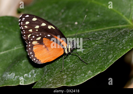 Tiger Longwing, Hecale Longwing or Golden Longwing butterfly (Heliconius Hecale) posing on a leaf