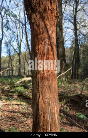 Young redwood tree (sequoia) in a forest in  England showing damage to the bark from deer Stock Photo