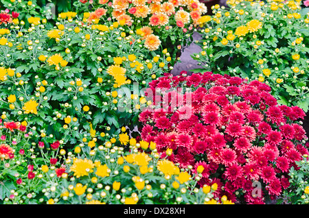 multicolored flowerbed on a lawn Stock Photo