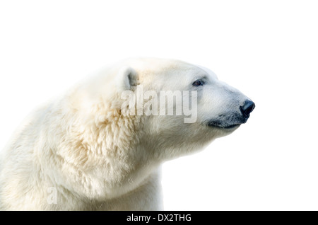 Figure of a polar bear. Isolation on white background Stock Photo