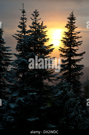 Winter sunset through the snow-covered evergreen trees of Grouse Mountain in Vancouver.  The water and city can be seen below. Stock Photo