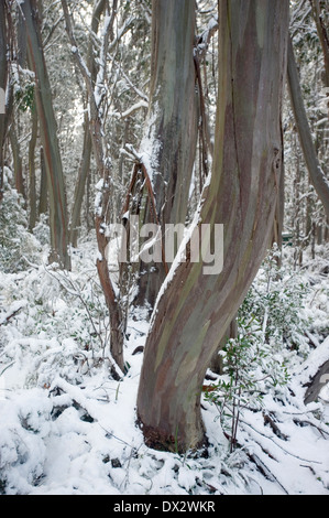 snow in Australia Stock Photo