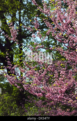 Peach blossom magnolia in spring Stock Photo Alamy