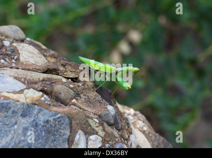 Green Praying Mantis (Mantis religiosa) is sitting on the Rock Stock Photo