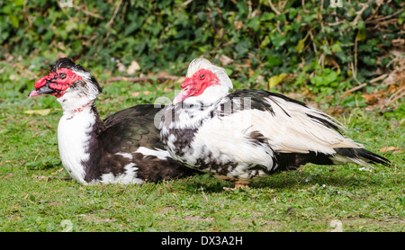 2 black and white domesticated Muscovy Ducks in Spring in West Sussex, England, UK. Stock Photo