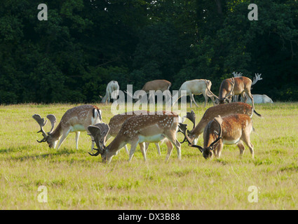 fallow deer, dama dama, denmark Stock Photo