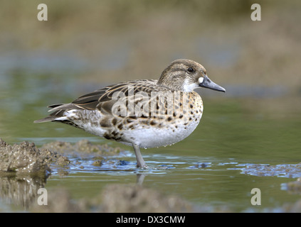 Baikal Teal - Anas formosa - Female Stock Photo