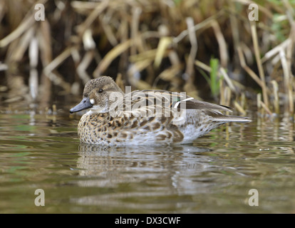 Baikal Teal - Anas formosa - Female Stock Photo