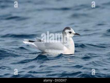 Little Gull Larus minutus Stock Photo