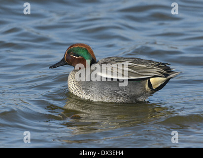 Teal Anas crecca - Male Stock Photo