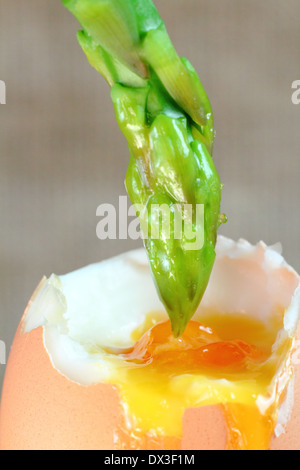Lightly blanched fresh green asparagus spear dipped into soft boiled egg yolk, - neutral background. UK Stock Photo