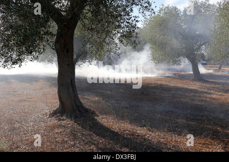 Burning The Ground Of An Olive Grove Near Brindisi Puglia Italy Stock Photo Alamy