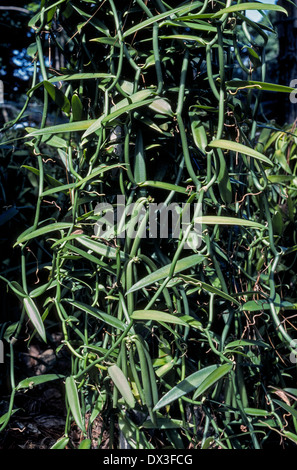 A vanilla plant with green bean pods maturing on the vine is growing on Raiatea, a Society Island of French Polynesia in the South Pacific Ocean. Stock Photo