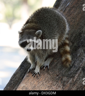 Young Raccoon On The Tree In Florida Park Stock Photo