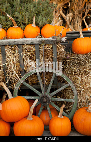Autumn pumpkins and hay bales around wagon display Stock Photo