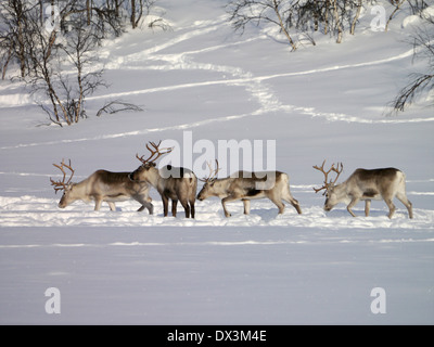 reindeers in lappland, sweden Stock Photo