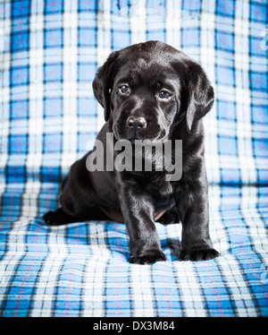 blue gingham background clipart of dogs