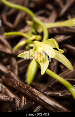 Vanilla beans and blossom, close up Stock Photo
