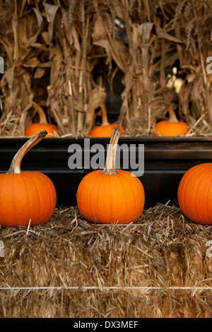 Autumn pumpkins around hay bale display Stock Photo