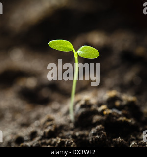 Green sprout growing from seed isolate on white background. Spring symbol, concept of new life Stock Photo