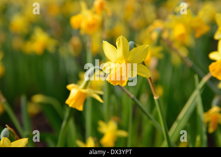 full blown narcissus flowers in a garden Stock Photo