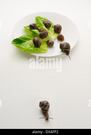 Snails on a Plate Stock Photo