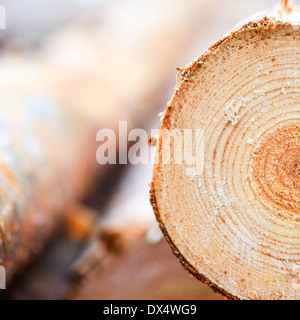 Annual rings on sawn pine tree timber wood texture background Stock Photo