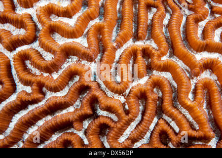 Brain Coral (Leptoria sp.), Philippines Stock Photo