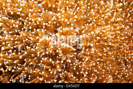 Flower Pot Coral (Goniopora sp.), Indonesia Stock Photo