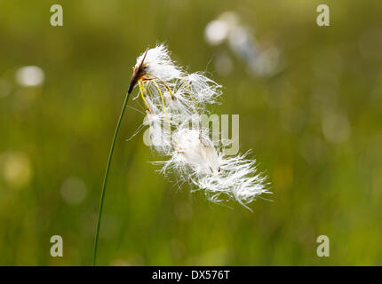 Broad-leaved Cotton Grass (Eriophorum latifolium), Kirchseemoor, Upper Bavaria, Bavaria, Germany Stock Photo