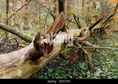 Old tree trunk lying in an autumn forest, Isar floodplains, Geretsried, Upper Bavaria, Bavaria, Germany Stock Photo