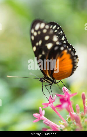 Ismenius Tiger or Tiger Heliconian (Heliconius ismenius), butterfly house, botanical garden, Munich, Upper Bavaria, Bavaria Stock Photo