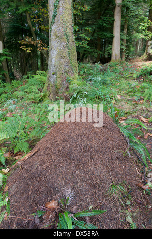 Wood Ant: Formica rufa. Nest in coniferous woodland. Snowdonia, Wales.