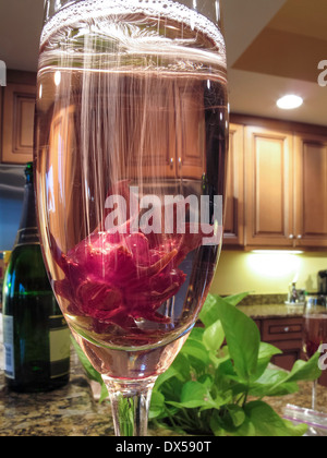 Wild Hibiscus Cava Cocktail, Tampa, FL, USA Stock Photo