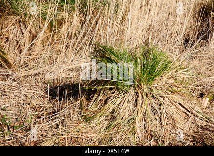 Greater tussock-sedge at Alderfen Broad Nature Reserve, Norfolk, England, United Kingdom. Stock Photo