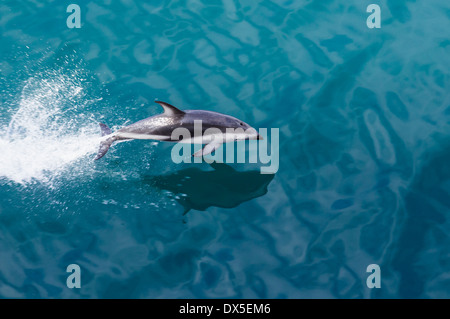 Bottlenose Dolphin leaps from water in the ocean by cruise ship leaving Milford Sound in New Zealand Stock Photo