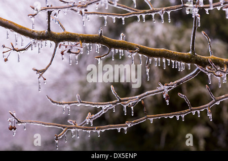Icicles on a tree branch in winter  as it starts to thaw Stock Photo