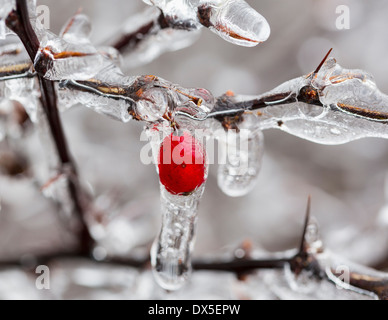 Icicles with red berry covered with ice in winter Stock Photo