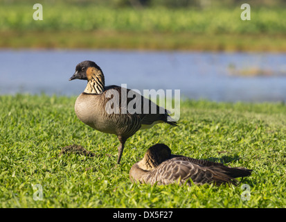Nene ducks or geese in Hanalei Valley on island of Kauai, Hawaii, USA with Taro plant pools in background Stock Photo