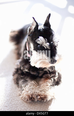 Miniature black and white schnauzer laying on carpet, looking away, close up Stock Photo