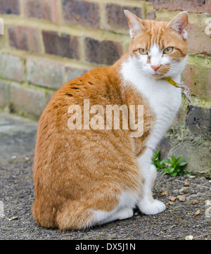 Ginger and white tabby cat sitting on the ground outside. Stock Photo