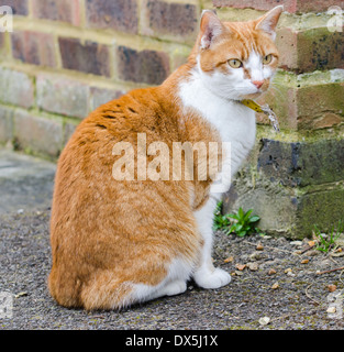 Cat sitting outside on the ground. Stock Photo