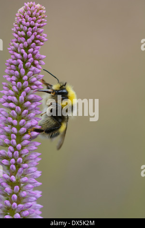 White-tailed Bumble bee feeding on a Veronicastrum sibiricum flower in a garden July Stock Photo