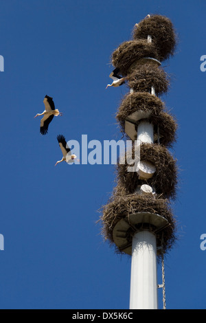 Tower of telecommunications with nests of white storks (Ciconia Ciconia). Stock Photo
